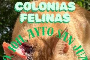 5 de junio en defensa de los gatos de la calle